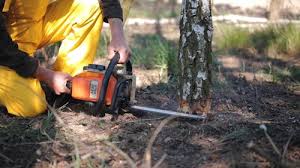 Best Tree Maintenance Programs  in Fair Oaks, VA