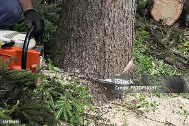 Best Storm Damage Tree Cleanup  in Fair Oaks, VA