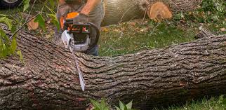 Best Landscape Design and Installation  in Fair Oaks, VA