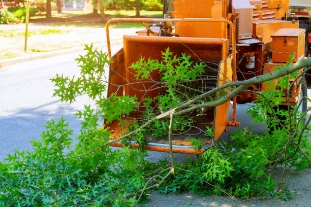 Best Commercial Tree Services  in Fair Oaks, VA