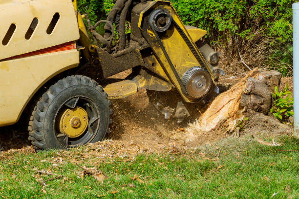 Professional Tree Services in Fair Oaks, VA