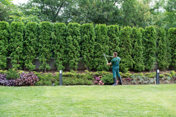 Best Tree Health Inspection  in Fair Oaks, VA