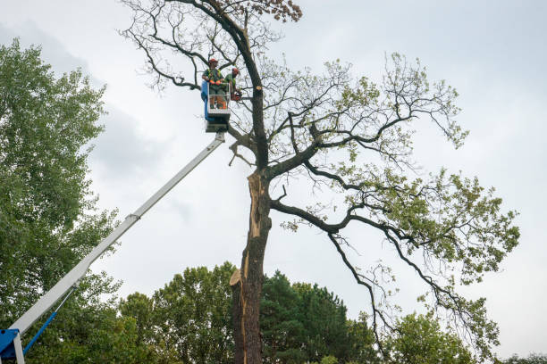 Best Leaf Removal  in Fair Oaks, VA