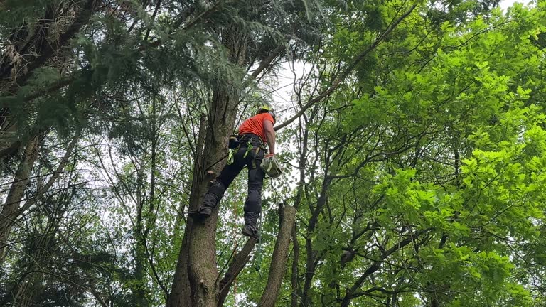 Best Tree Mulching  in Fair Oaks, VA