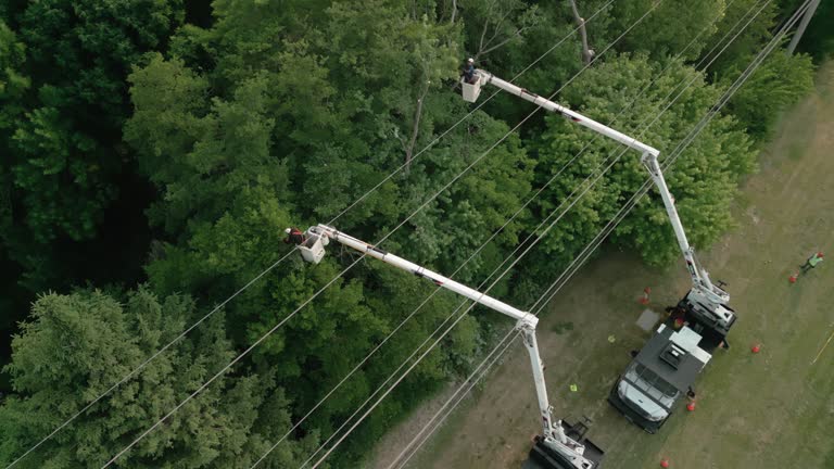 Best Tree Disease Treatment  in Fair Oaks, VA