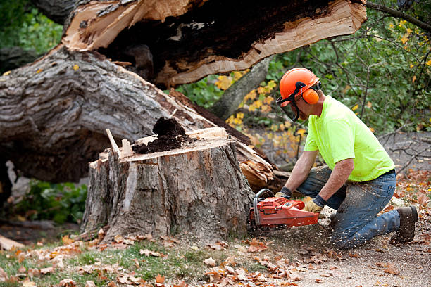 Best Utility Line Clearance  in Fair Oaks, VA