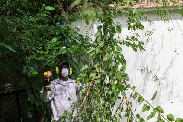 Best Tree and Shrub Care  in Fair Oaks, VA