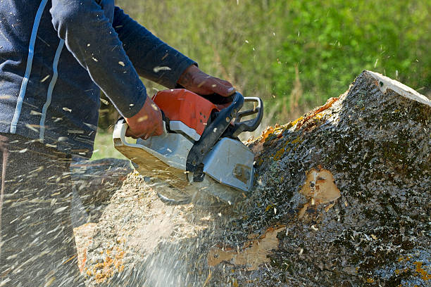 Best Lot and Land Clearing  in Fair Oaks, VA